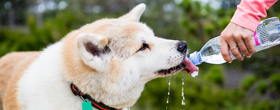 Hiking dog drinking water in mountains