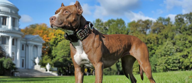 How To Care For a Pitbull: The Complete Guide