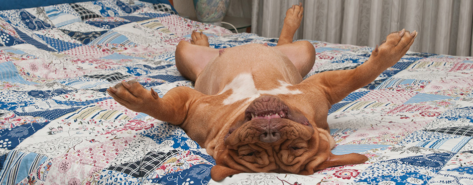 Huge dog is lying upside-down on her back on master's bed with handmad 