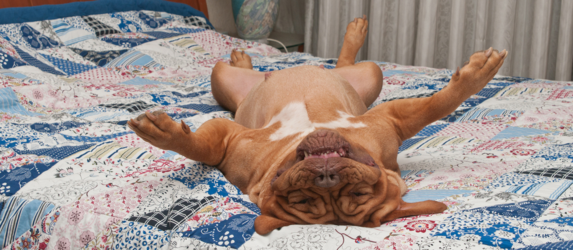 Huge dog is lying upside-down on her back on master's bed with handmad 