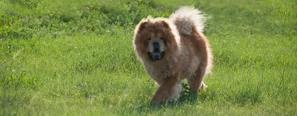 Hulunbeier mergel River Golden Horde Khan Mongolian steppe tribes small Tibetan mastiff