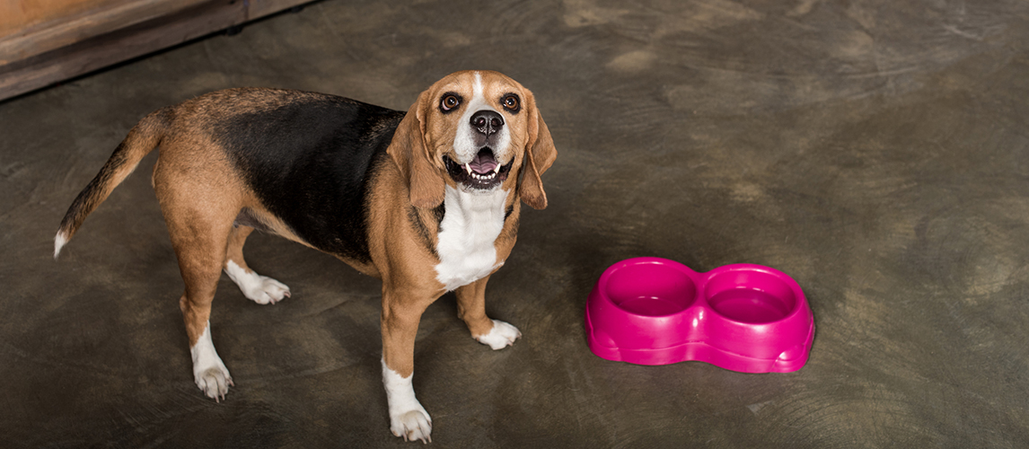 Hungry beagle dog