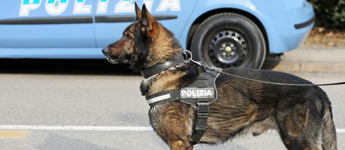 Italian police dog while patrolling the city streets before the 