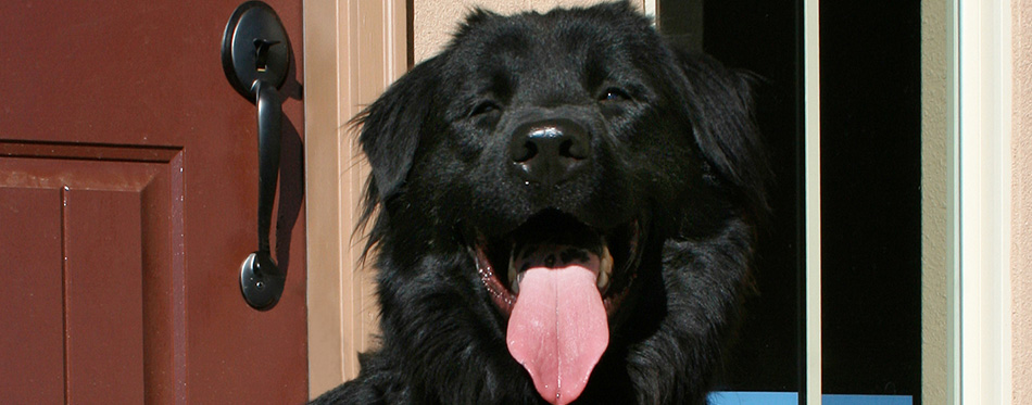 chow chow and lab mix