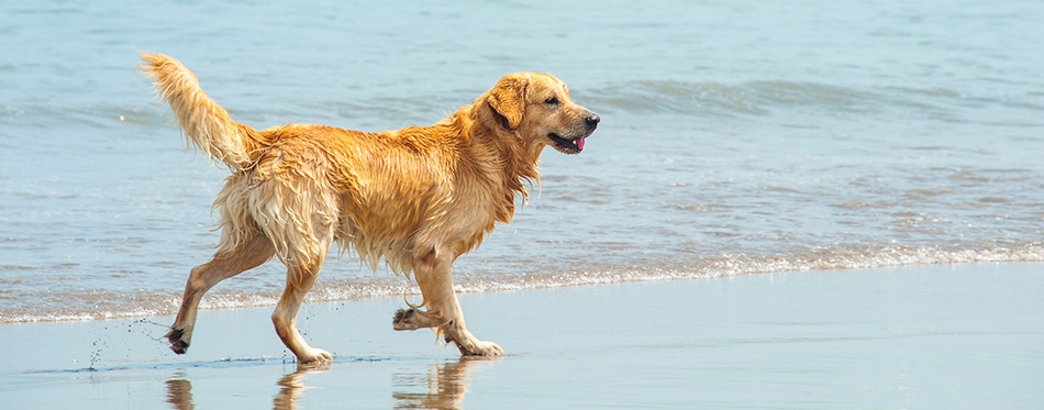 Labrador Retriever playing at the beach 