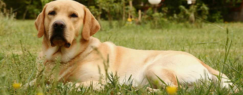 Labrador retriever on grassy meadow