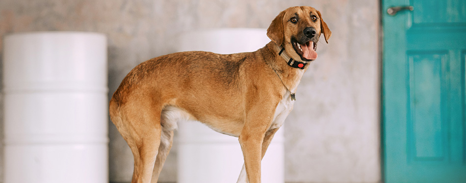 Large mixed breed dog standing indoors in a collar