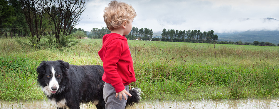 Little boy and dog in puddle 