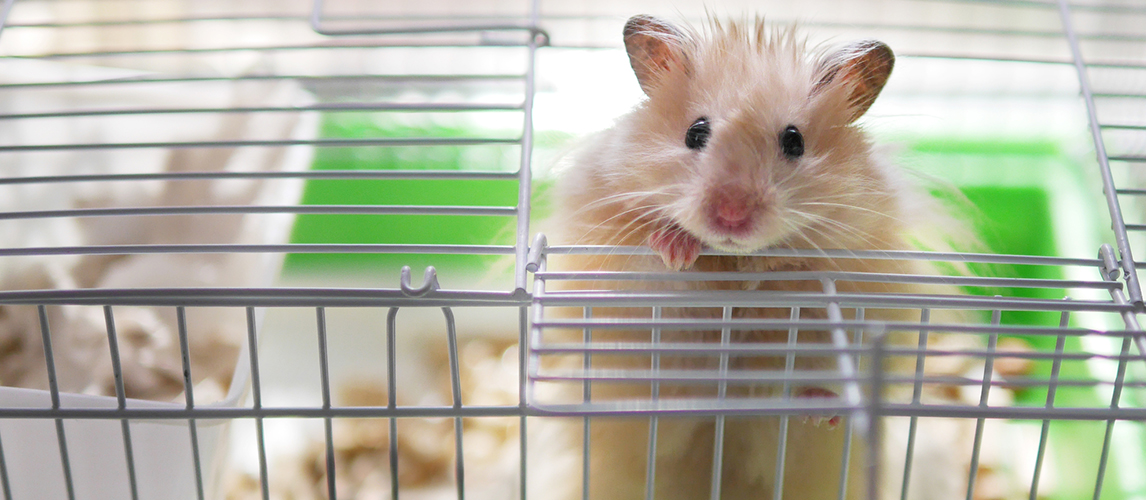 Little hamster looking out of cage