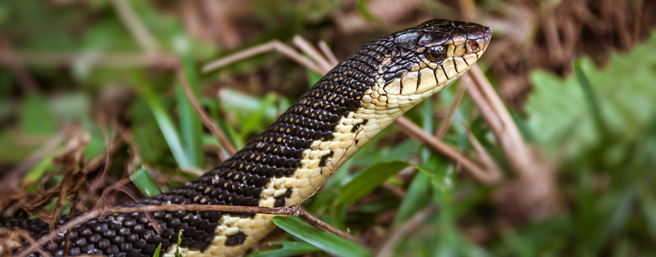 Malagasy grass snake