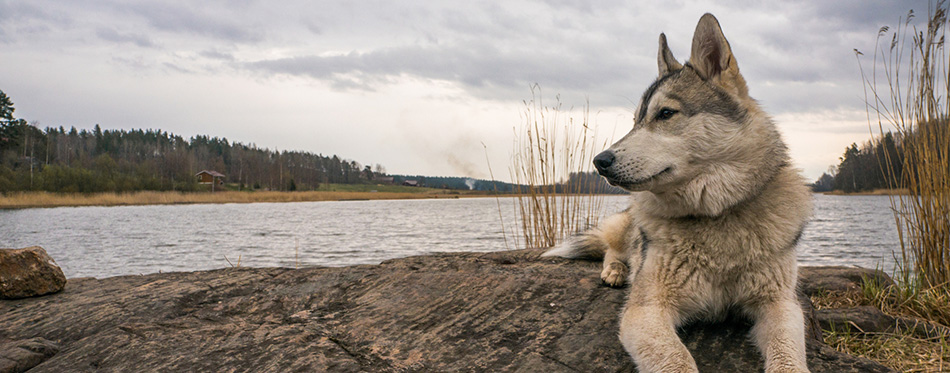 Malamute dog resting on rock