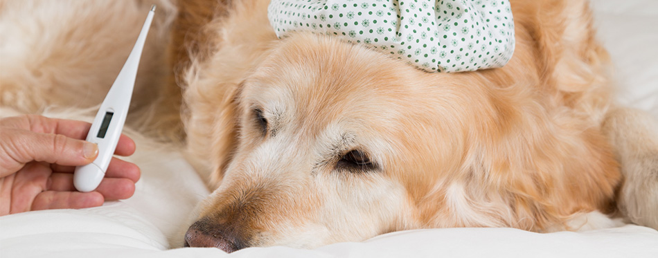 Measuring a dog's temperature