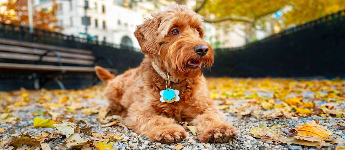 golden miniature poodle