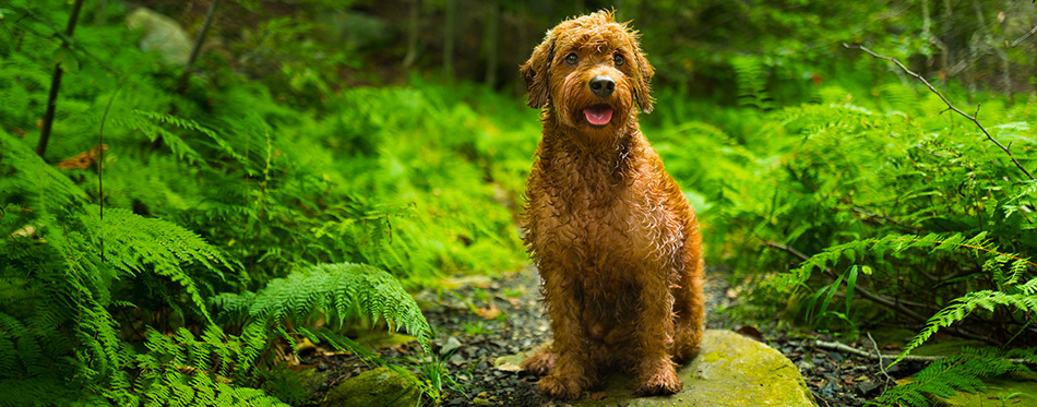 Miniature Goldendoodle in the woods