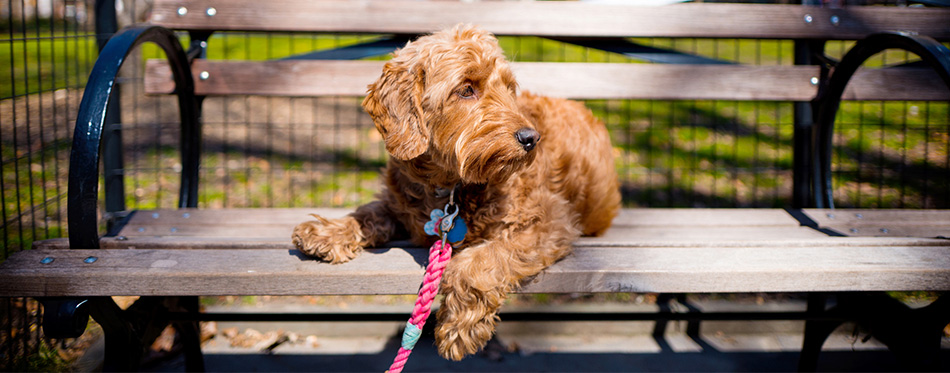 Miniature Goldendoodle lying on a bench