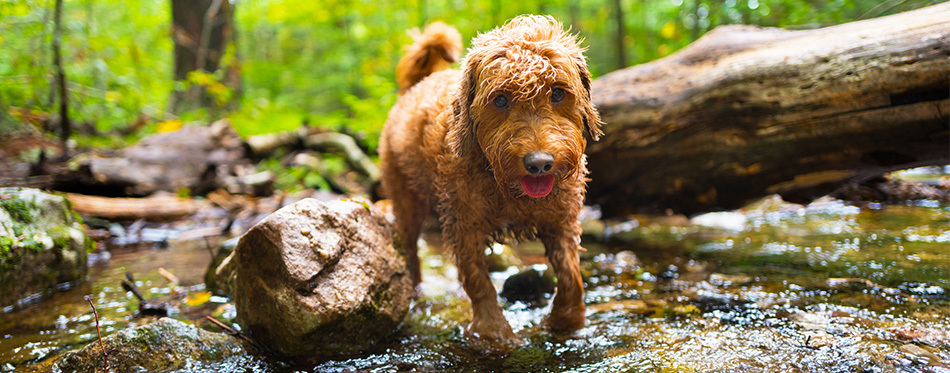 Miniature Goldendoodle 