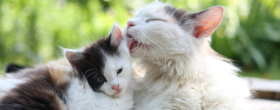 Mother cat washing her kitten