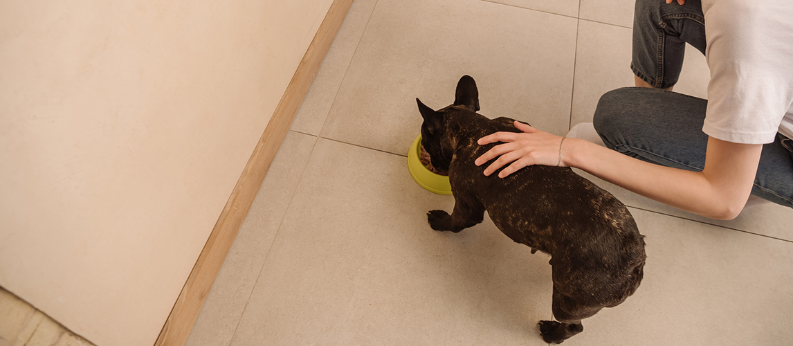 Overhead view of happy girl touching french bulldog eating pet food 