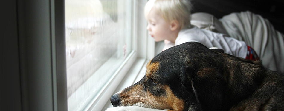 Pet Dog and Little Baby Looking Dreamily out Window