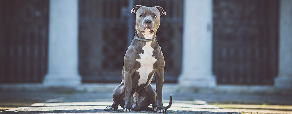 Pit Bull Blue Nose