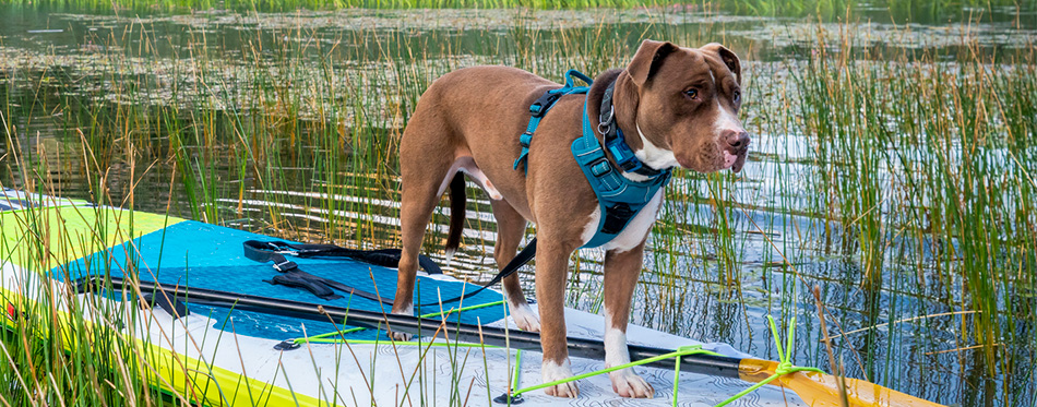 Pit Bull Boxer Mix dog