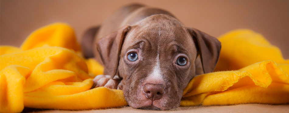 Pit Bull Boxer Mix puppy