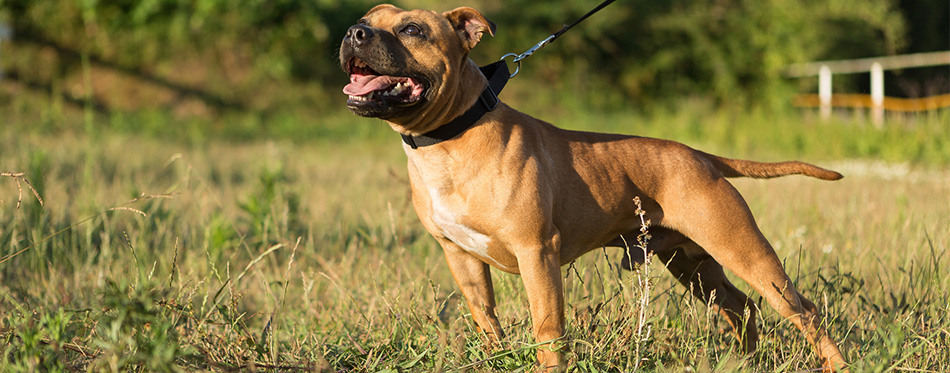 Pit Bull Boxer Mix 