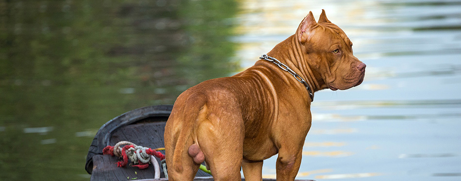 Pitbull Mastiff (Pit Mastiff): Breed Facts & Temperament | Pet Side