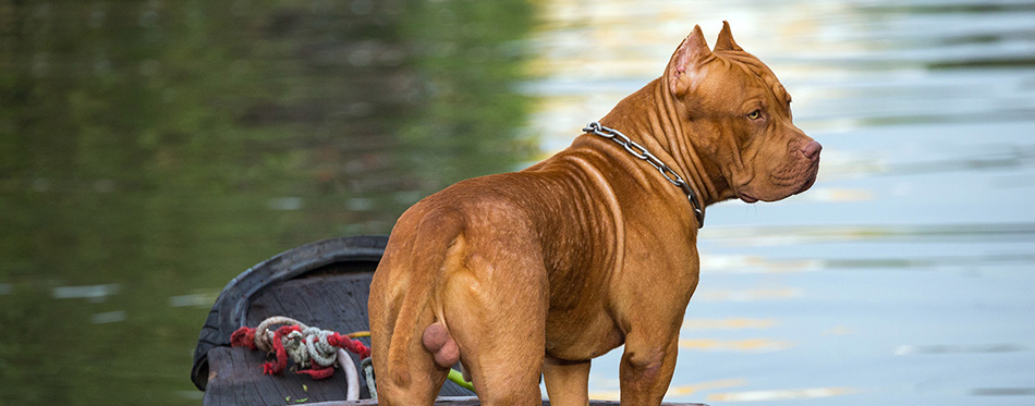 Pit Bull dog male standing on the ship. 