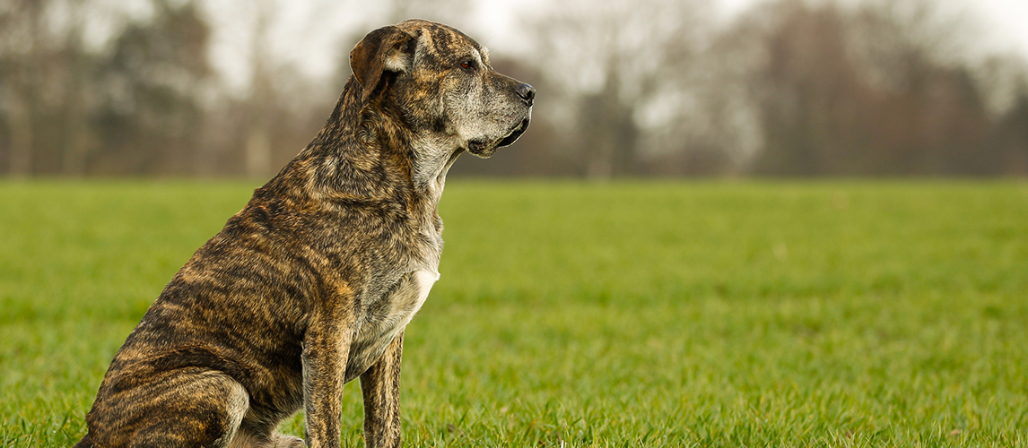 blue pit mastiff