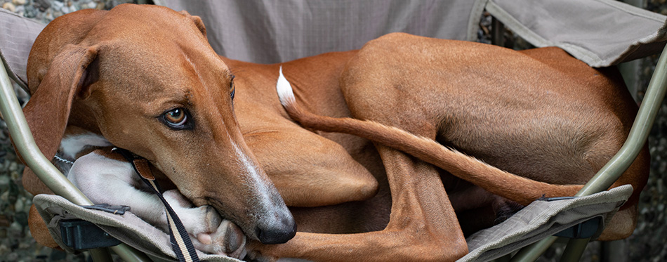 Playfully looking with one eye, laying in a camping chair, comfortably, Azawakh sahara dog with white tipped tail and his head on his frontleg. In front of a gravel wall.