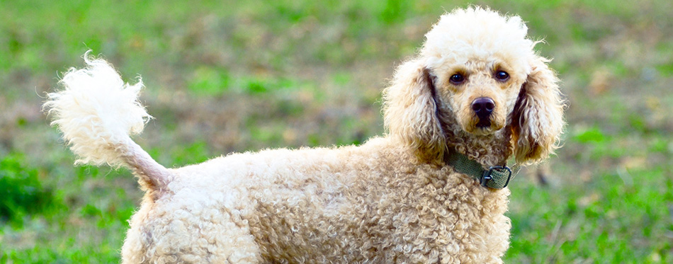 Poodle portrait