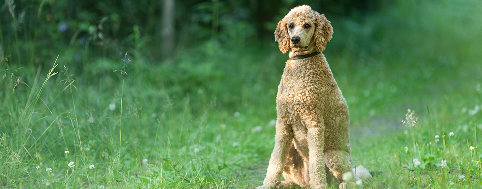 Poodle sitting in forest