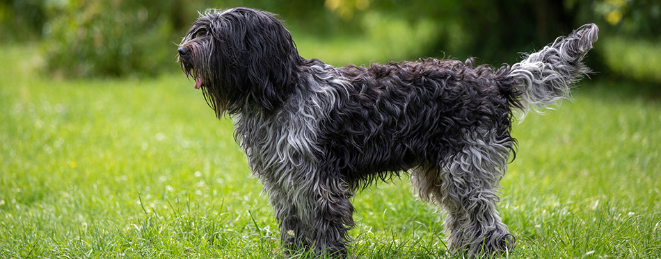 Portrait of Dutch sheepdog on green yard 