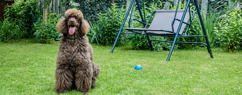 Portrait of black dog Royal poodle with tongue out