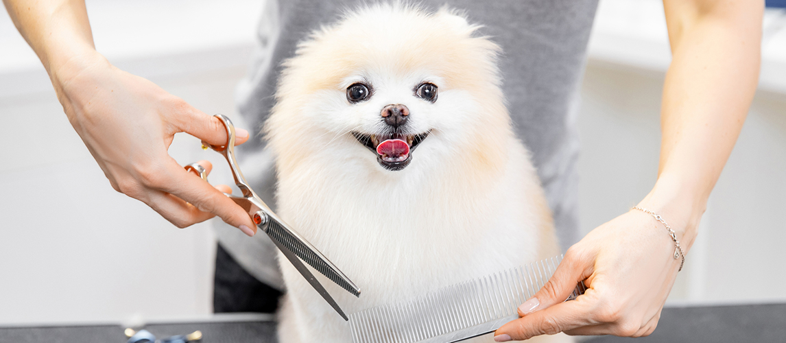 Professional groomer cut hair with scissors and clipper little smile 