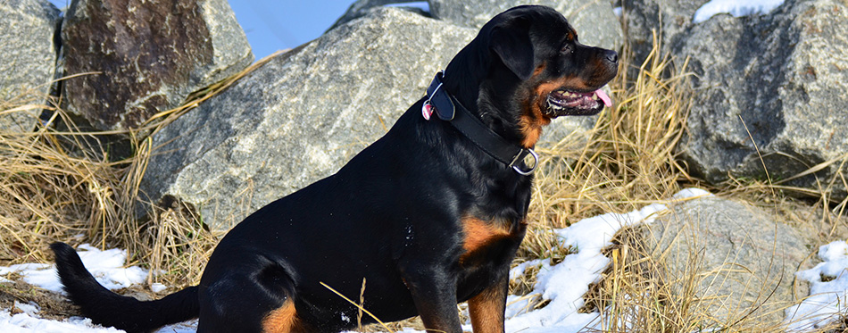 Profile portrait of a sitting Rottweiler