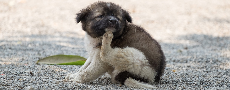 Puppy scratching