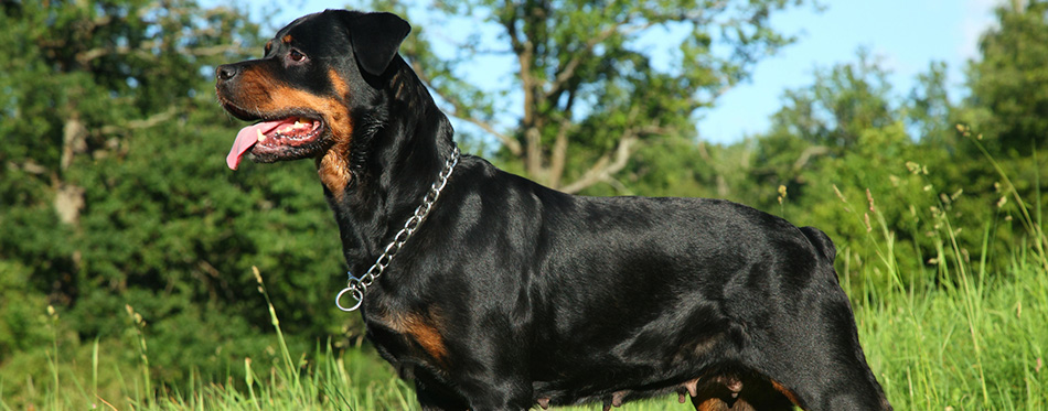 Purebred rottweiler on green grass 