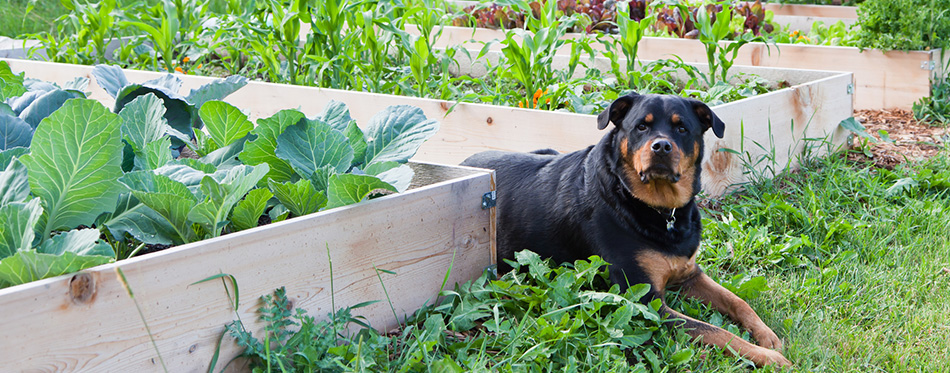 Raised Garden With Rottweiler