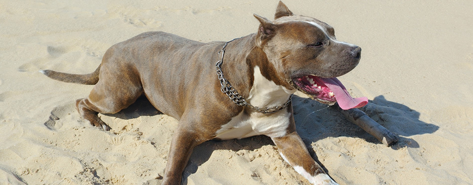 Red Nose Pitbull