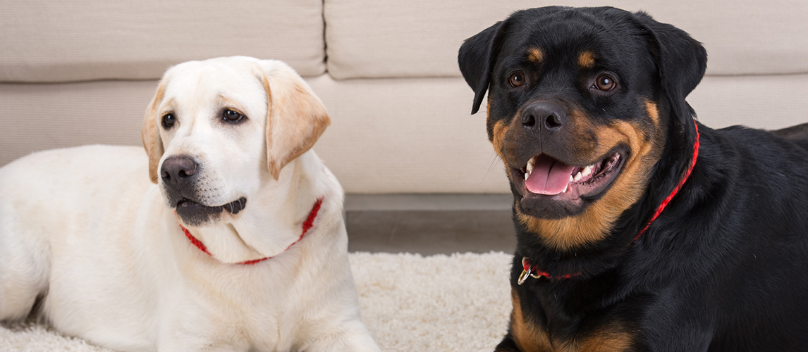 rottweiler and chocolate lab mix