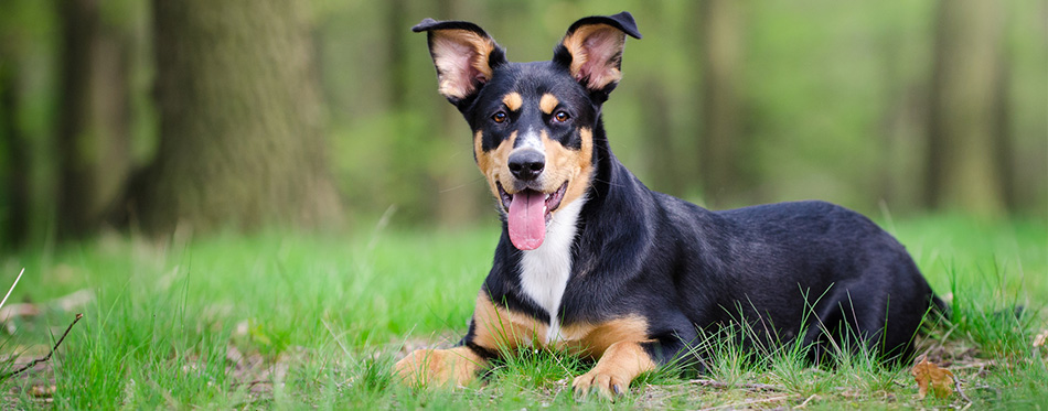 Rottweiler Siberian Husky Mix 