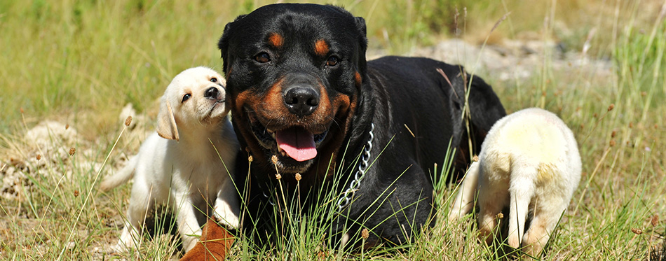 Rottweiler and puppies labrador 