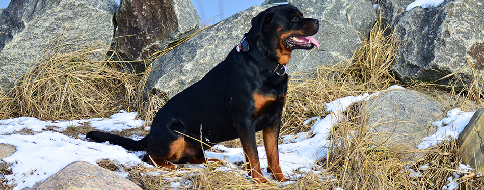 Rottweiler dog