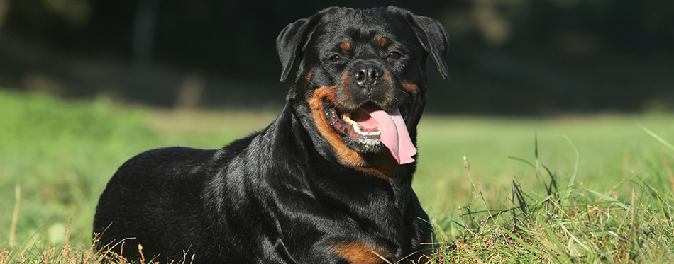 Rottweiler lying on green lawn