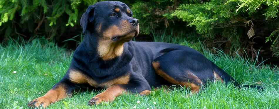 Rottweiler lying on the grass