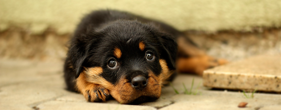 Rottweiler puppy lying