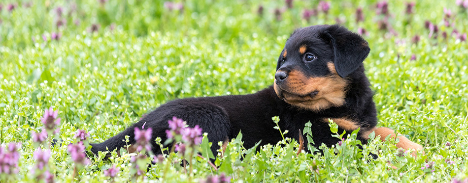 Rottweiler puppy