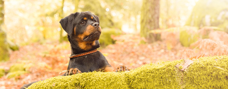 Rottweiler 